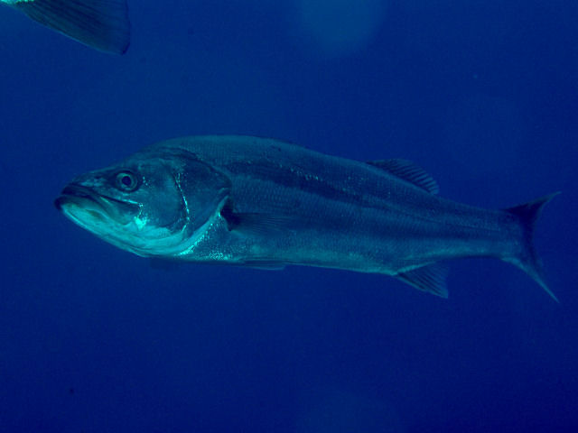 Sea Bass